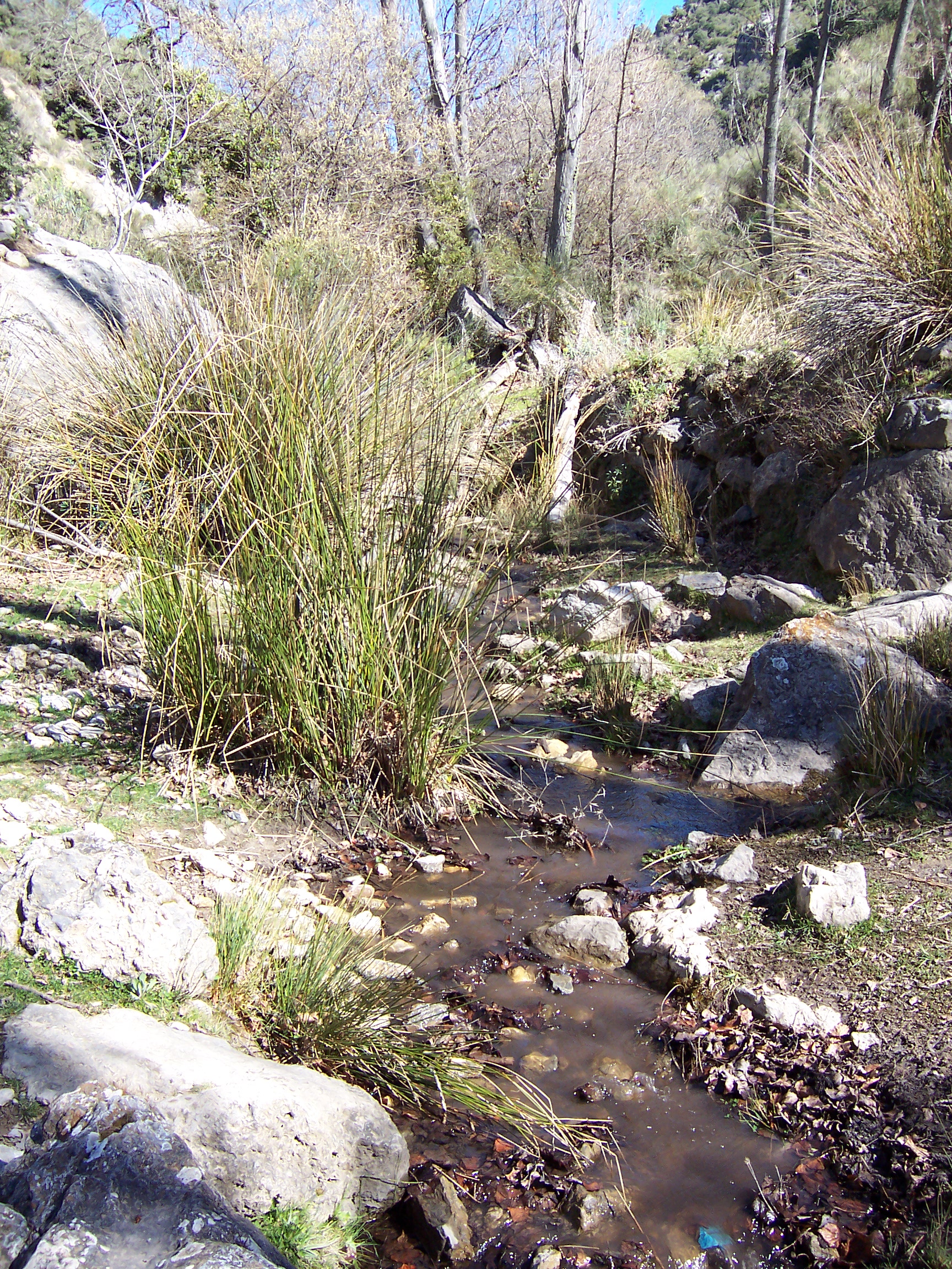 Segunda vista del Barranco de la Fuente Solís, destacando su vegetación y formaciones rocosas.