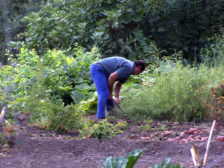 Persona cultivando la tierra en el campo de Cástaras.