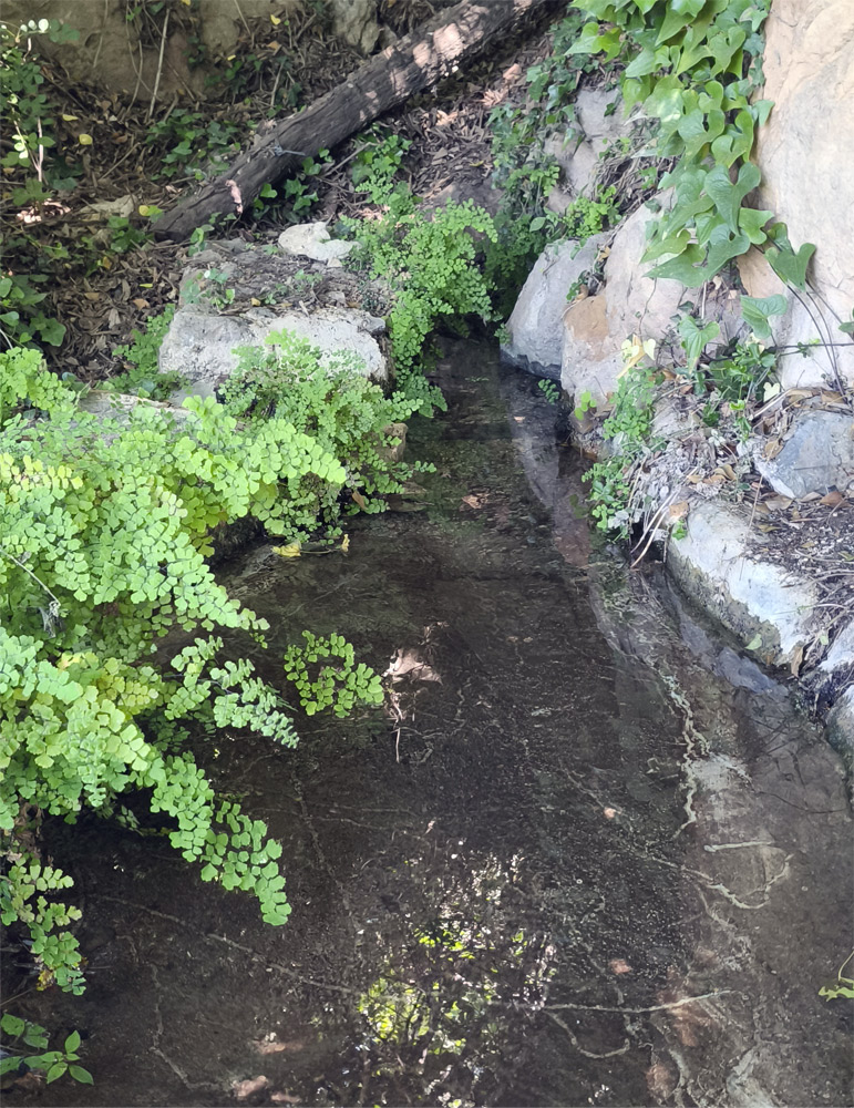 Nacimiento de la Fuente Baja.